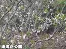 No.4 Observation Cherry trees Somei-yoshino Amami No.4 Observation Cherry trees Somei-yoshino Amami