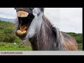 Muzica pentru copii Cantecul animalelor Club Flavia Lucas