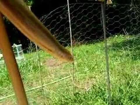Eastern Glass Lizard Release