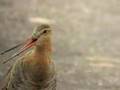 grutto godwitt limosa