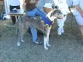Hounds of Caid-Estrella War 2007