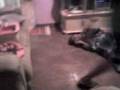 videos de mendingo do pepe moreno