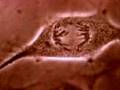 Cell Division