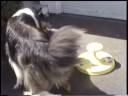 Barkly with sit-n-spin