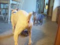 Ashlyn, Rosco & Sampson