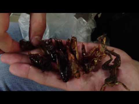 Eating Fried Insects in Bangkok: Beetles, grasshoppers, frogs, crickets, worms, red ants!