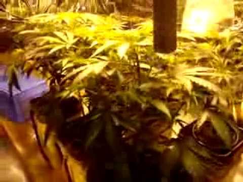how to grow ak 47 indoors