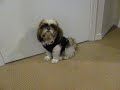 Sadie Shih Tzu