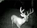 Big Bucks 8pt.and 10pt. and Bag R Buck