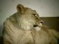 Lions see TV