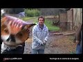 CAPREOLUS \"la scène de la bergerie\" 1/2 CAPREOLUS \"la scène de la bergerie\" 1/2