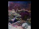My fish tankk