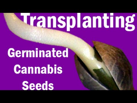 how to transplant germinated cannabis seeds to soil