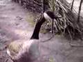 Canada goose honking