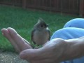 Having A Snack With My Tufted Titmouse Buddy