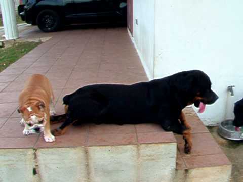 1 rottweiler