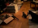 Katter & laser 080829