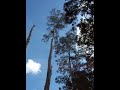 Ace Master tree removal
