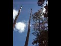 Ace Master tree removal