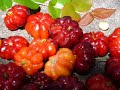 Calcinha Preta Tuti frutti