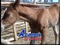 Duo Huamanga MI CABALLO Y MIS MUJERES