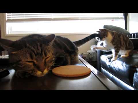 Plz - Miles Davis The Cat regrets inviting Indi over after finding out she is obsessed with his tail. Good thing he's patient! Be sure to also check out: