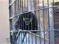 Colobus Monkey eating apple Colobus Monkey eating apple