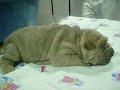 Shar pei Kioma  pup