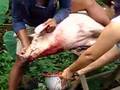 Slaughter Slaughter
