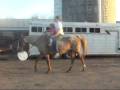 SOLD:  Roany, 16 yo well super well broke mare