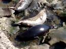 Seal sun bath Seal sun bath