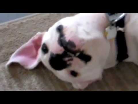 dogo argentino