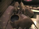 weimaraner puppies Cherry x King 20081122