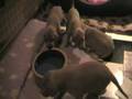 weimaraner puppies Cherry x King 20081122