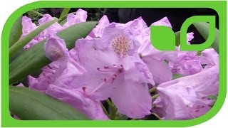 #1149 Merkmale der Rhododendron Catawbiense Hybriden 