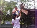Banksia Ted: koala getting eye treatment on his roof
