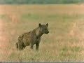 LEONES VS HIENAS