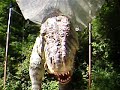a movable and roaring dinosaur in the dino park at bratislava zoo.