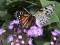 butterfly.html
