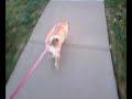 I was walking my dog and she was pulling on the leash so hard she started having lung spasms and she sounded like a little piggy. She's a puggle and her name is Lucy!