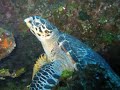 San Salvador Isle SCUBA Diving Club Med Dec. 2007