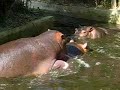 hippopotames hippopotames