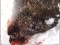 MURGUL HAYRETT?N BIYIKLI MURGUL HAYRETT?N BIYIKLI