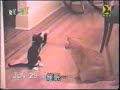 Cats fighting