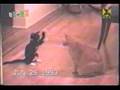 Cats fighting
