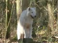 germany wolf park germany wolf park