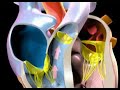 Cardiac Cycle