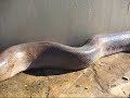 Scary Snake **Fast and Slow motion**