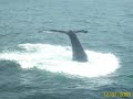 Pictures from the Cape