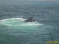 Pictures from the Cape